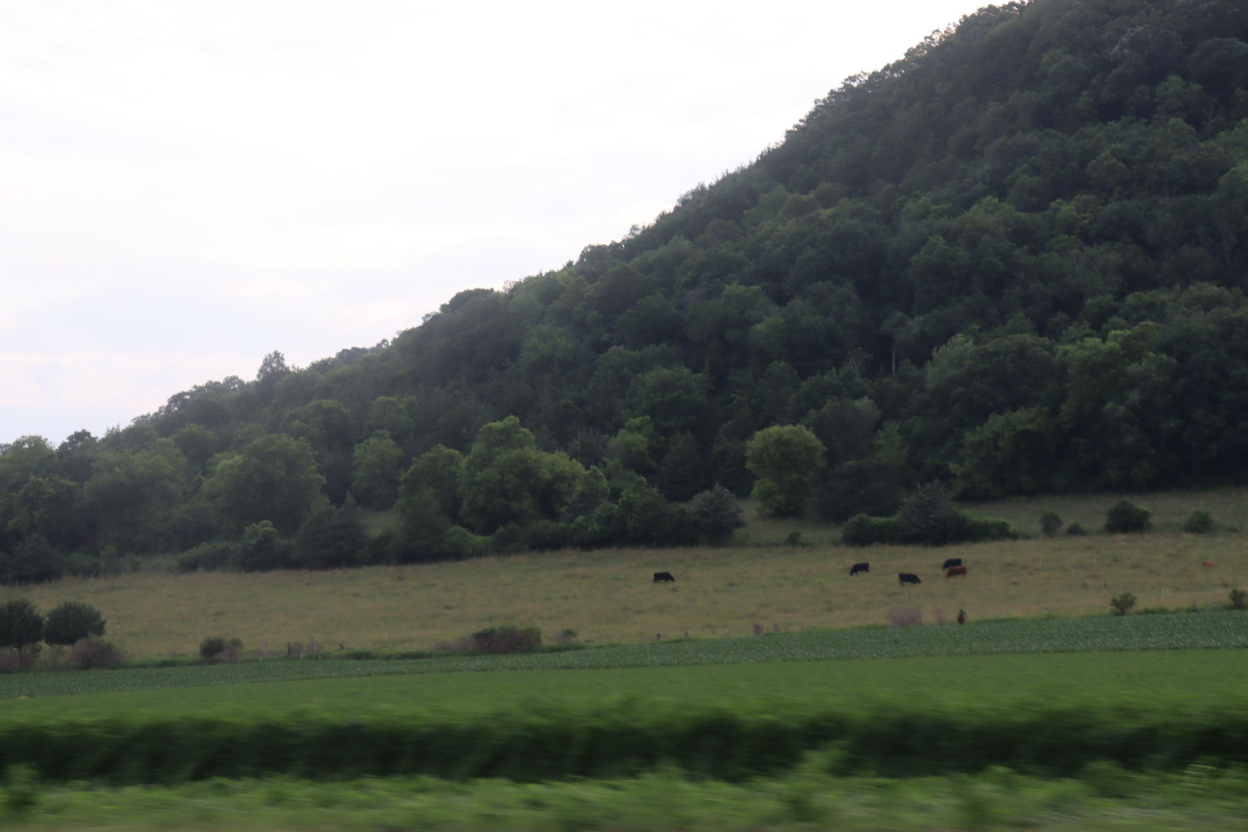 Cows